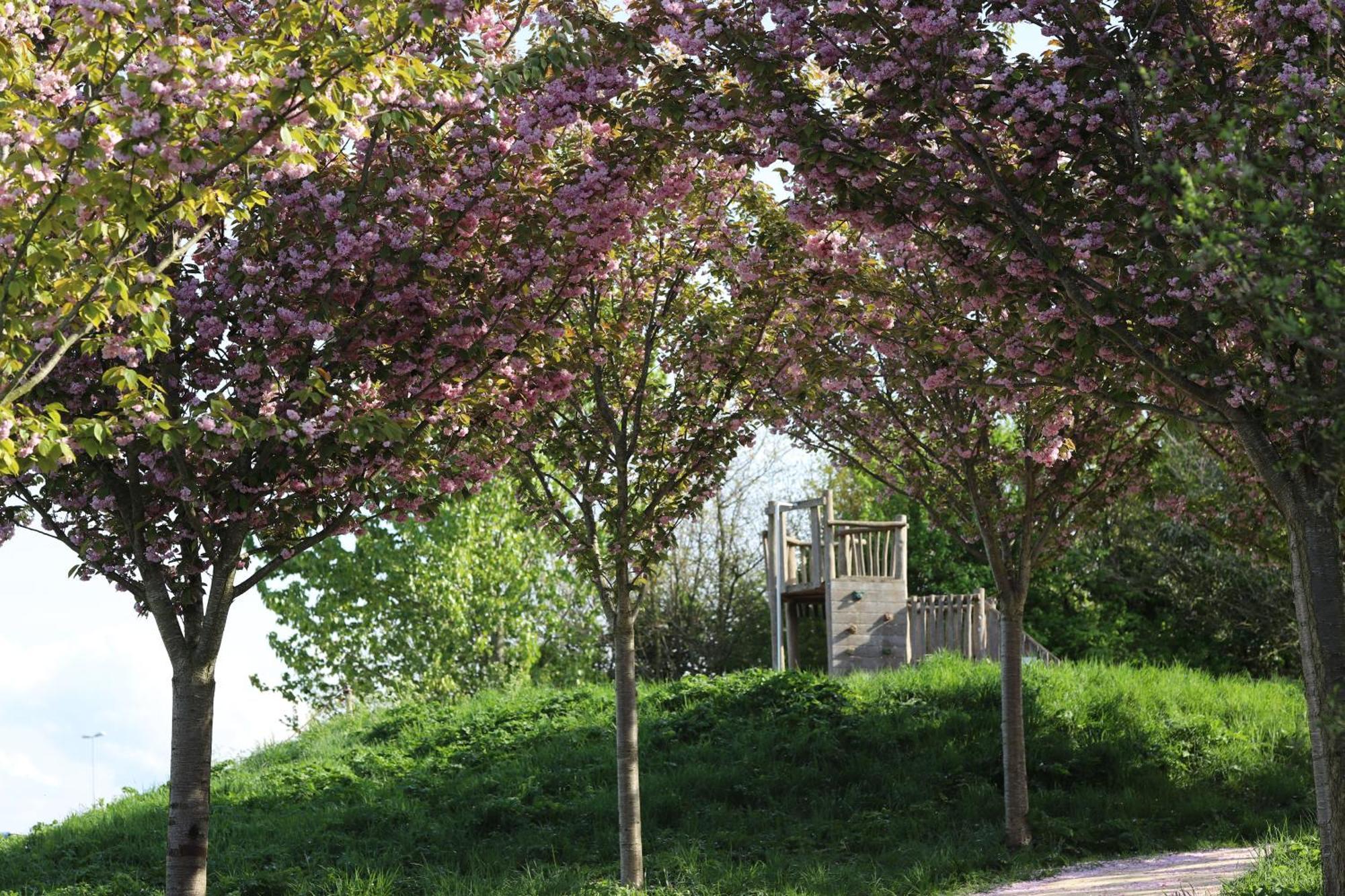 Safaritent Wood Met Tuinzicht Nieuwe Wetering Exterior foto